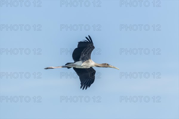 Young Painted Stork (Mycteria leucocephala) in flight