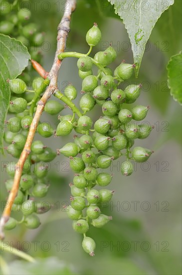 Canadian Poplar or Hybrid Black Poplar (Populus x canadensis