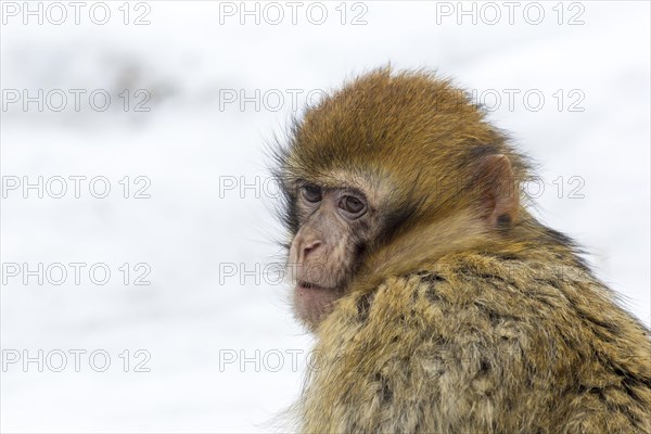 Barbary Macaque (Macaca sylvanus) in the snow