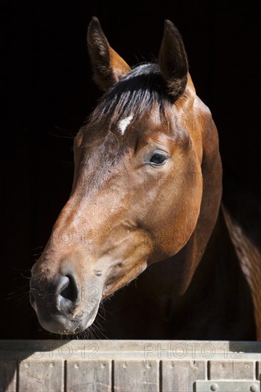 Austrian Warmblood