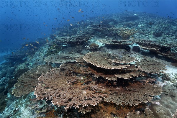 Top reef with terraced Acropora corals (Acropora sp.) and various types of damselfish (Pomacentridae)