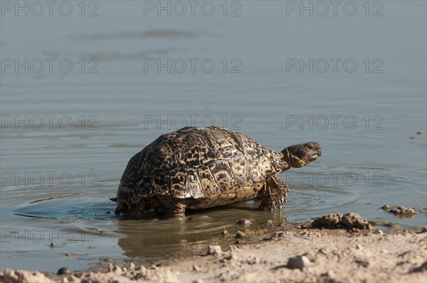 Leopard Tortoise (Geochelone pardalis)