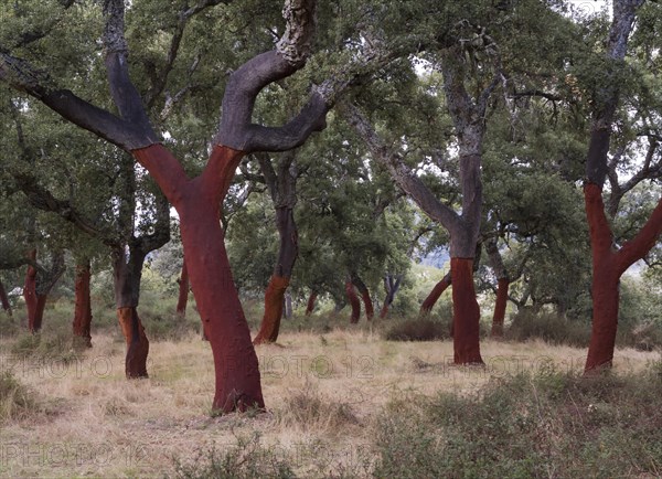 Recently stripped Cork Oaks (Quercus suber) in the Sierra de Grazalema