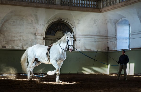 Training of a white Kladruber horse