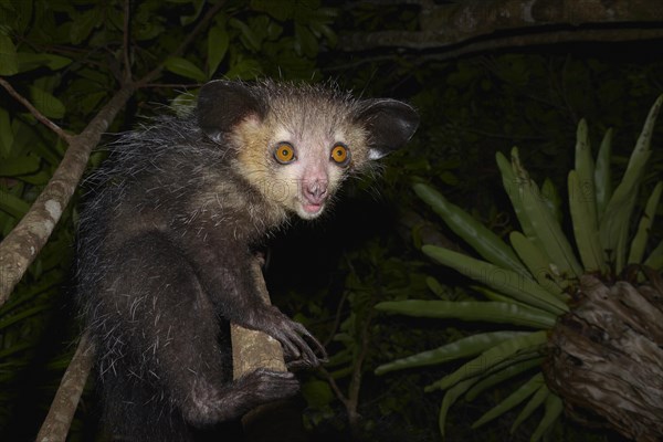 Aye-aye (Daubentonia madagascariensis)