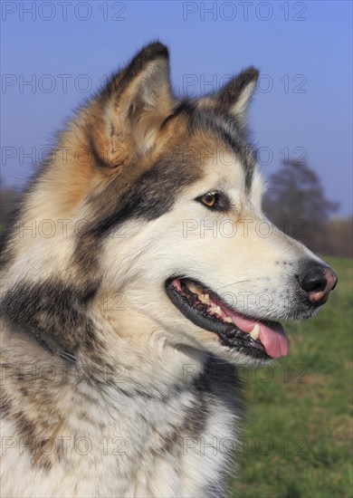 Alaskan Malamute