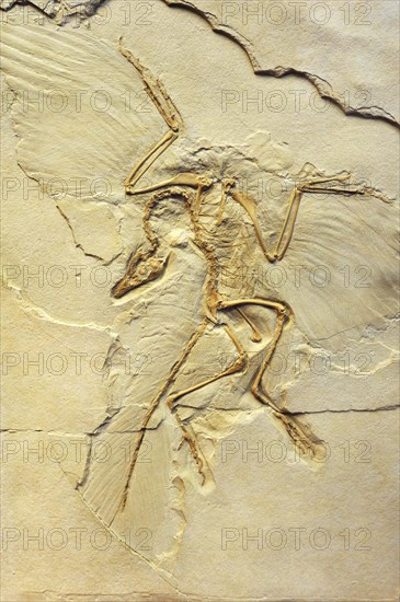 Urvogel or First bird (Archaeopteryx siemensii)