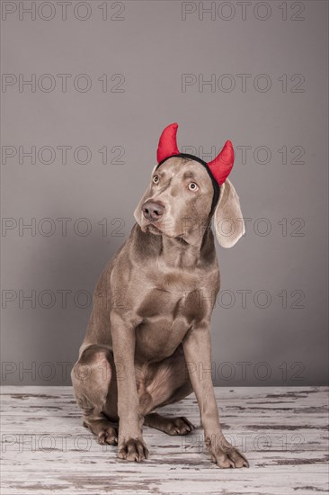 Weimaraner dog as a devil