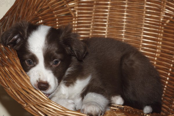 Miniature American Shepherd