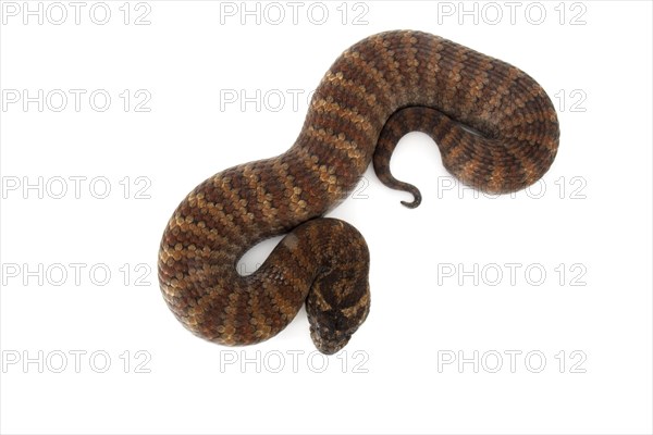 Common Death Adder (Acanthophis antarcticus)