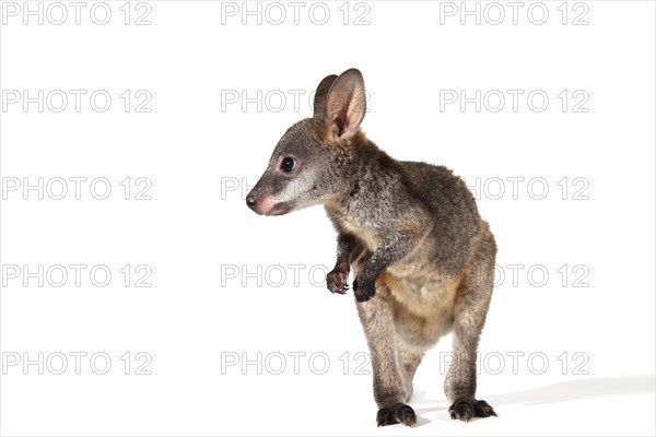 Swamp Wallaby (Wallabia bicolor)