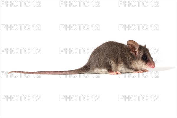 Eastern Pygmy Possum (Cercartetus nanus)