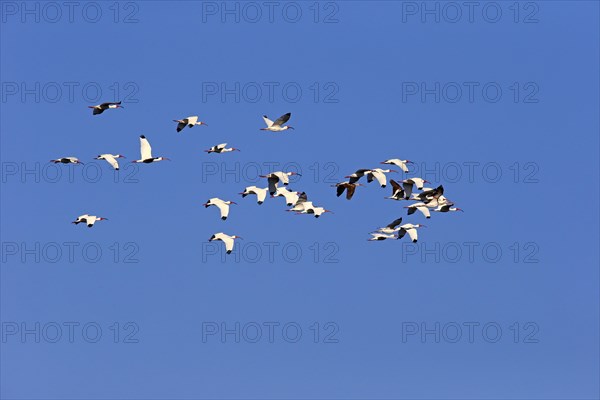 American White Ibis (Eudocimus albus)