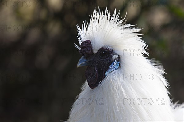 Japanese Dwarf Silkie