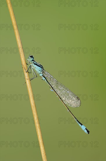 Blue-tailed Damselfly (Ischnura elegans)