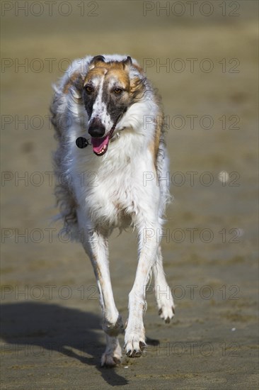 Borzoi or Russian Wolfhound