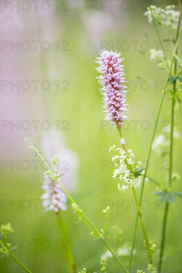 Meadow bistort (Bistorta officinalis)