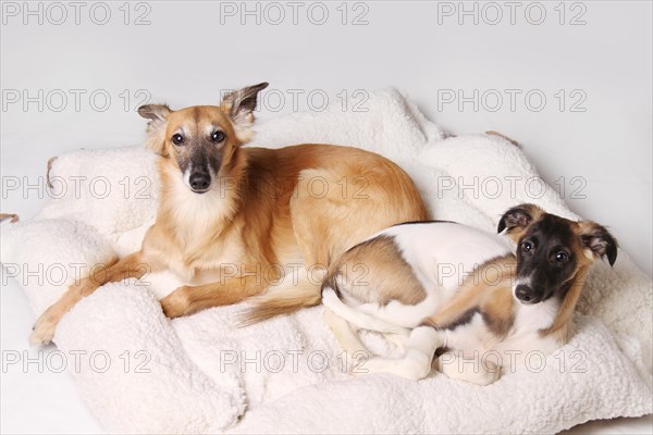 Two Silken Windsprite sighthounds lying in the dog basket