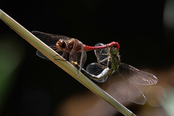 Vagrant Darter (Sympetrum vulgatum)