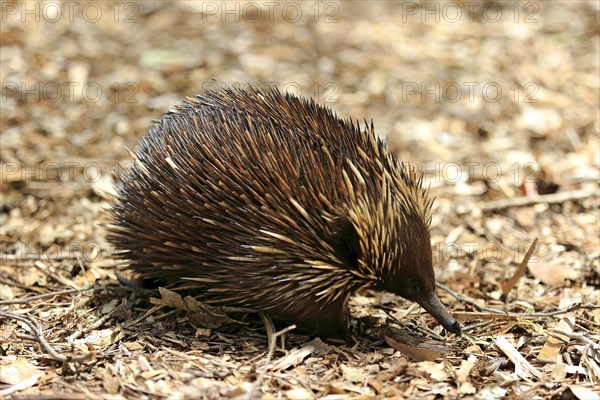 Short-beaked Echidna (Tachyglossus aculeatus) adult