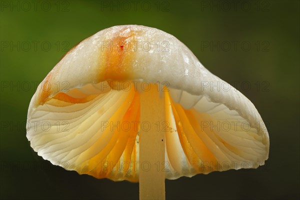 Saffrondrop Bonnet (Mycena crocata)