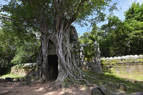 Weeping Fig