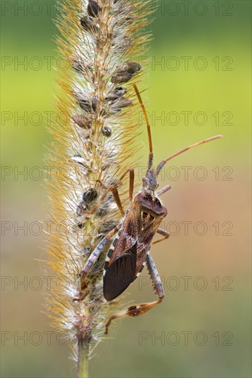 Western Conifer-seed Bug (Leptoglossus occidentalis)