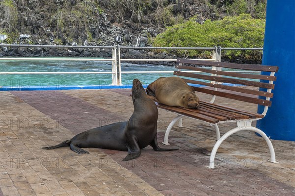 Galapagos sea lions (Zalophus wollebaeki) resting on and beside a bench