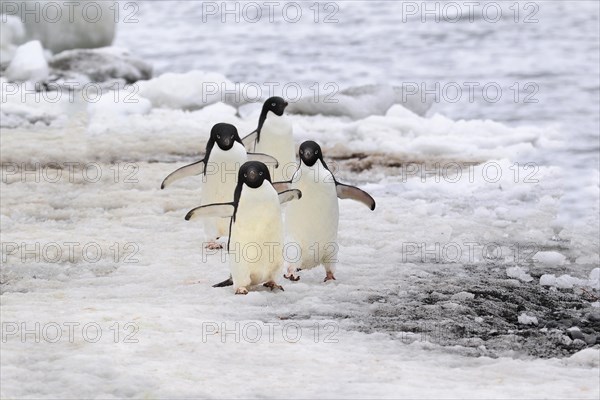 Adelie Penguins (Pygoscelis adeliae)