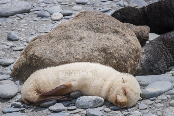 Antarctic Fur Seal (Arctocephalus gazella) pup with a light-colored coat