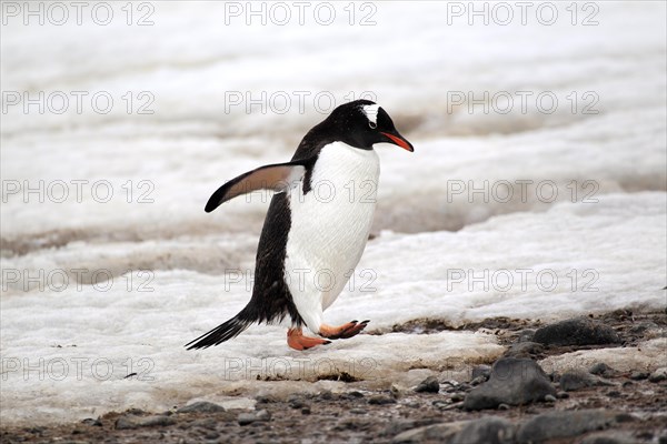 Gentoo Penguin (Pygoscelis papua)