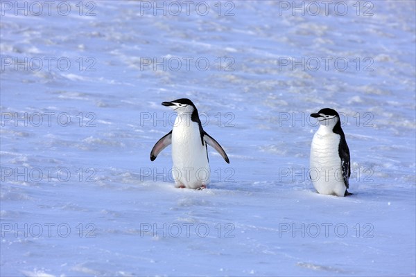 Chinstrap penguins (Pygoscelis antarctica) pair