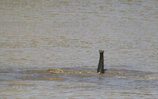 African Elephant (Loxodonta africana) bathing in the Shingwedzi River