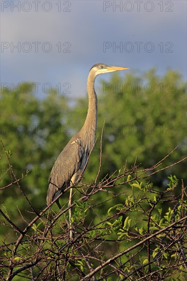 Great Blue Heron (Ardea herodias)