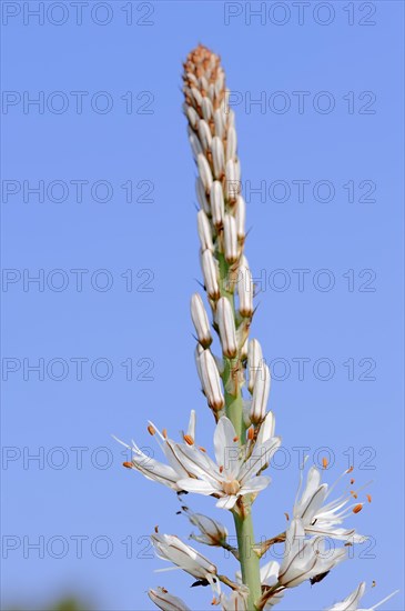 White Asphodel (Asphodelus albus)