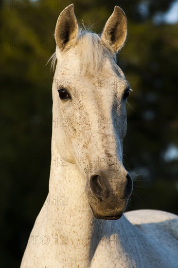 Lusitano horse