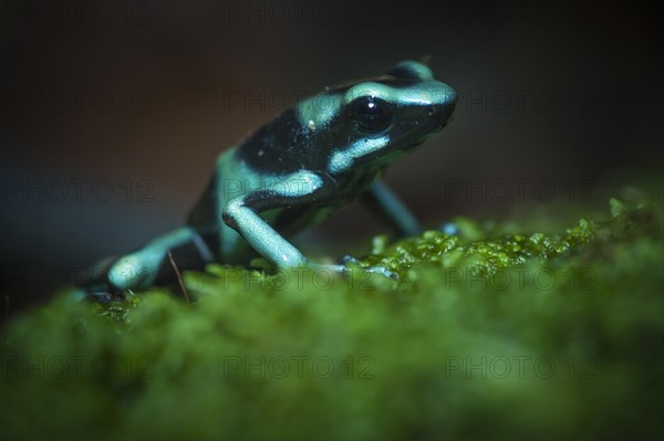 Green and Black Poison-dart Frog (Dendrobates auratus)