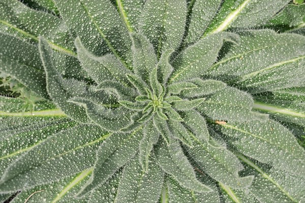 Italian viper's bugloss (Echium italicum)