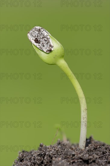 Sunflower (Helianthus annuus)