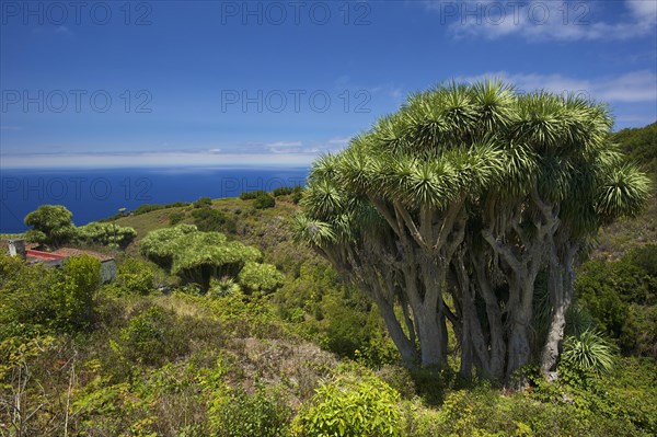 Canary Islands Dragon Tree (Dracaena draco)