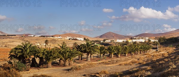 Palm trees in front of Pajara