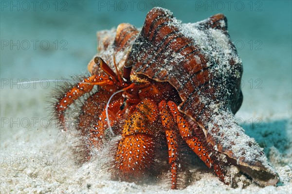 White-spotted Hermit Crab (Dardanus megistos) on sandy ground