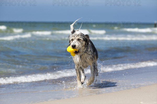 Wet dog with a rubber duck in its mouth on the beach
