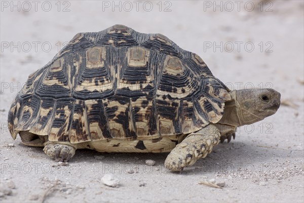 Leopard Tortoise (Stigmochelys pardalis)