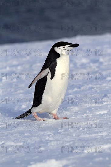 Chinstrap Penguin (Pygoscelis antarctica)