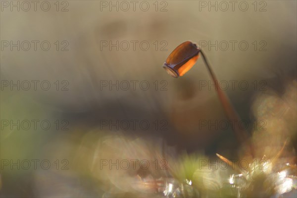 Hair Cap Moss (Polytrichum formosum)