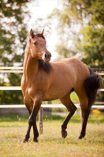 Gelding