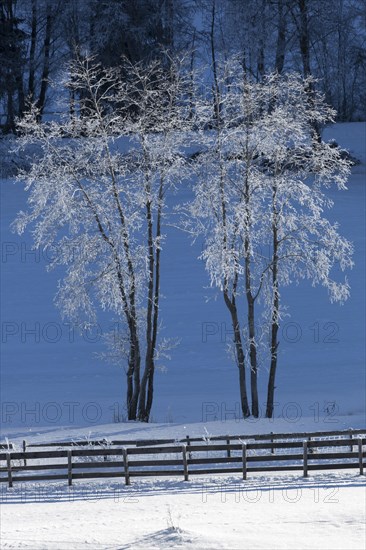 Trees covered in hoarfrost in Gschnitztal Valley