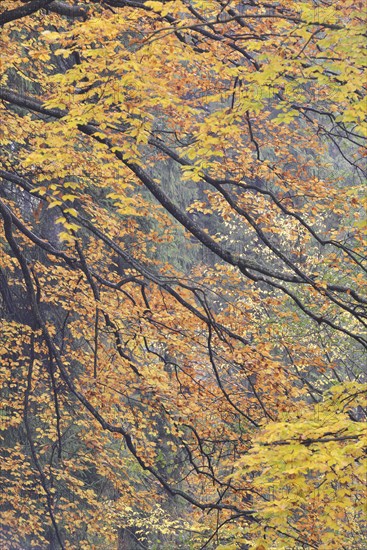 Colourful foliage in autumn in Kirnischtal valley