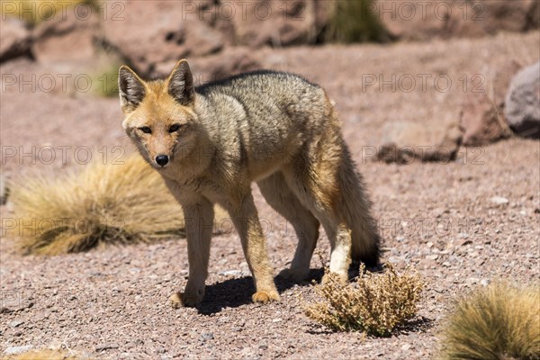 Culpeo (Dusicyon culpaeus)